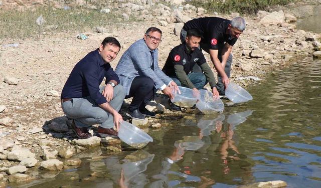 Kıralkızı Barajı’nda 100 bin pullu sazan yavrusu suya bırakıldı