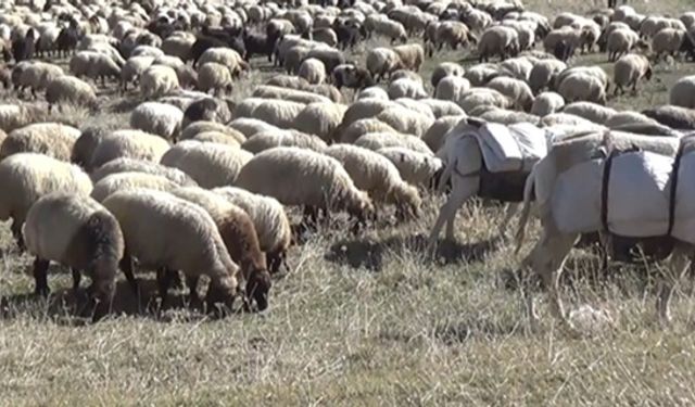 Kulp yaylalarındaki göçerlerin dönüş yolculuğu başladı