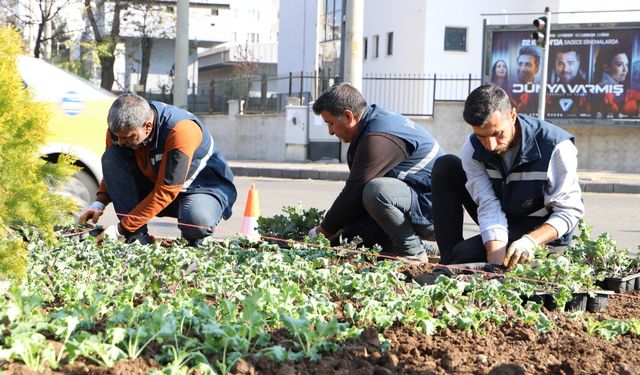 Diyarbakır’da 1 milyon 30 bin kışlık çiçeği toprakla buluşturdu