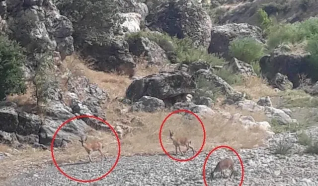 Çermik’te doğanın güzellikleri: Dağ keçileri kamerada