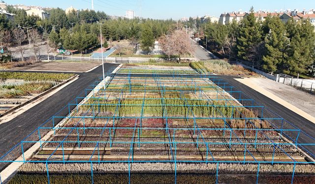 Diyarbakır Büyükşehir Belediyesi'nden yeşil Diyarbakır için  fidan üretim projesi