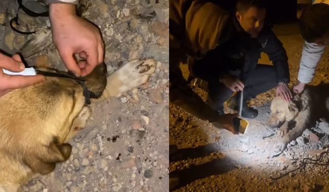 Diyarbakır’da ağzı iple bağlanan köpek kurtarıldı