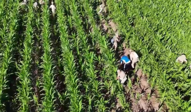Bismil’de mısır tarlasına gizlenmiş 41 bin kök skunk ele geçirildi