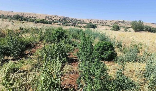 Hazro’da operasyon: 22 bin kök kenevir ele geçirildi