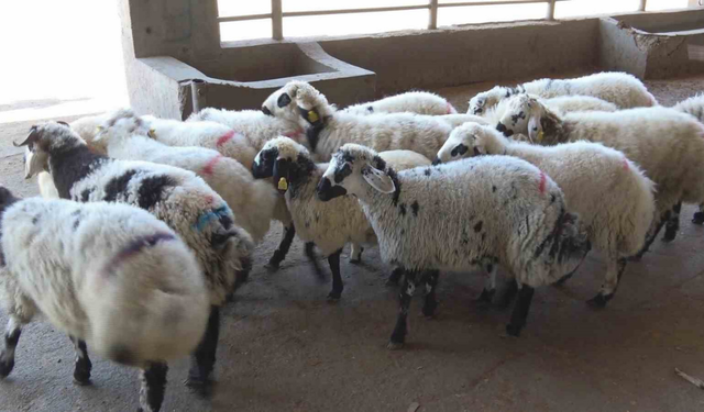 Kurban kesimi ehil ellere bırakılsın uyarısı