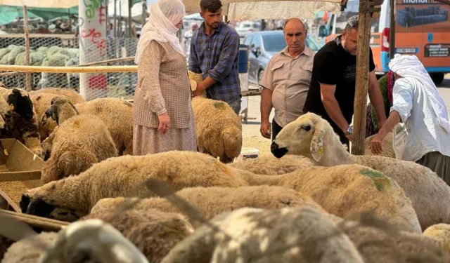 Kurbanlık fiyatları sabit kaldı: Pazarlıklar hız kazandı