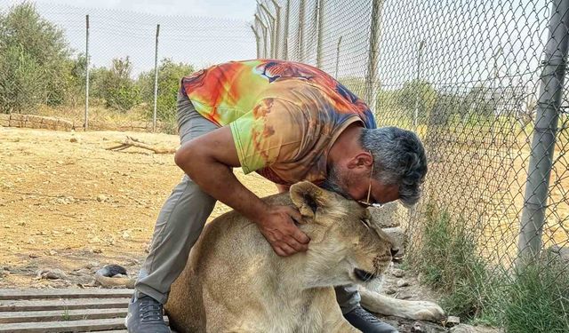 Diyarbakırlı iş adamının aslan sevgisi