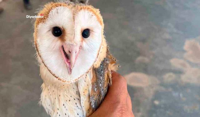 Diyarbakır’da sıcaktan kaçan baykuş eve girdi