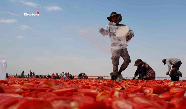 Diyarbakır’ın domatesi Avrupa yolunda
