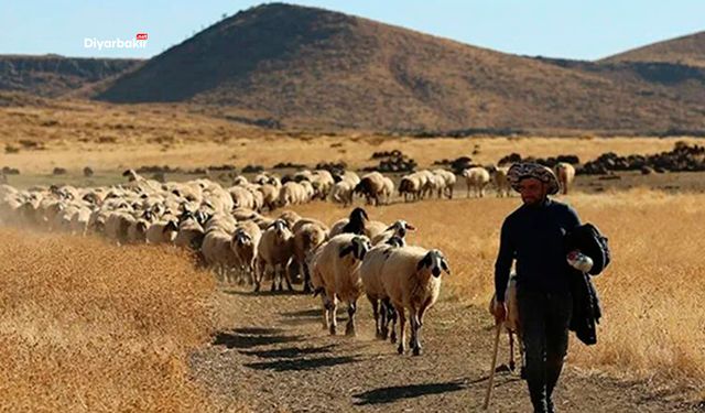 Diyarbakır’ın hayvancılık gücü ve ekonomiye katkısı