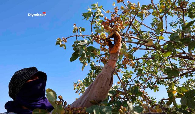Diyarbakır’da ‘Yeşil Altın’ hasadı başladı