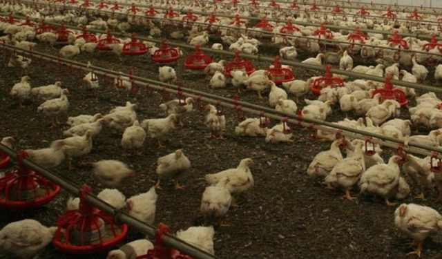 Almanya’da kuş gribi krizi: 400 bin hayvan itlaf edildi