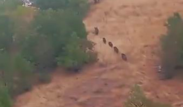 Çermik’te domuz alarmı: Sürüler mahalleye indi