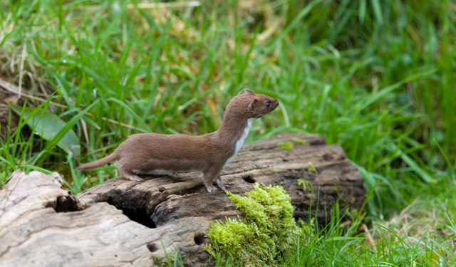 Diyarbakır’da gelincik alarmı: Kuduz tehlikesine dikkat çekildi