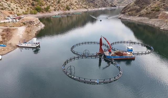 Diyarbakır’dan Dünyaya: Mezopotamya somonu ihracata hazır!