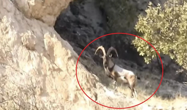 Diyarbakır’da koruma altındaki keçiler doğada görüntülendi