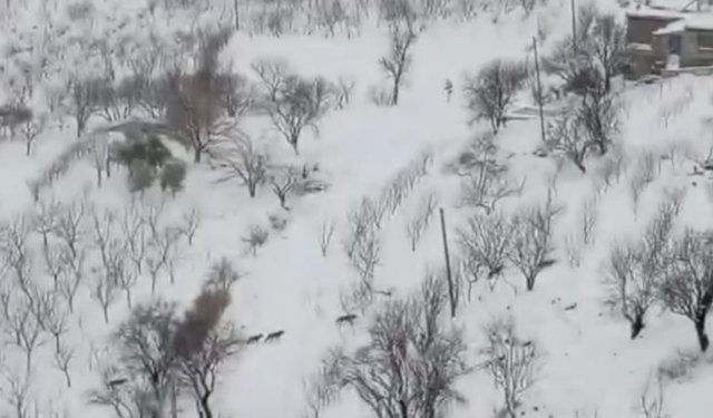 Diyarbakır Çermik'te korkutan görüntü: Aç kalınca yerleşim bölgesine indiler