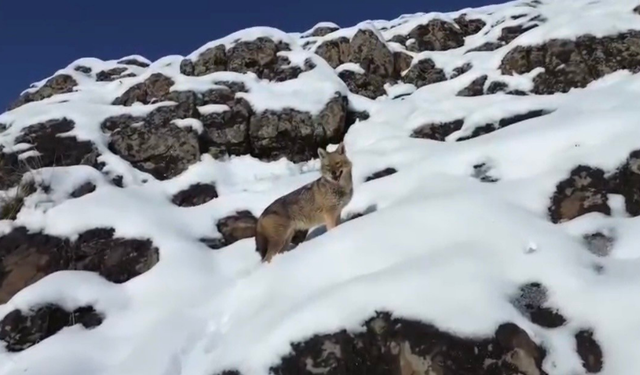 Çermik’te karlı dağlarda kurt görüntülendi