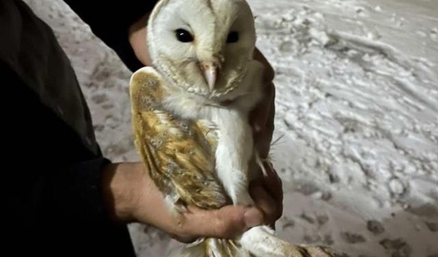 Diyarbakır Çınar'da soğuktan bitkin düşen peçeli baykuş çiftçi sayesinde hayata tutundu