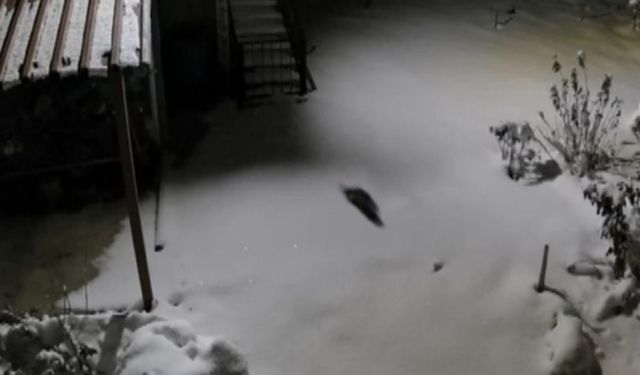 Kar aç bıraktı: Diyarbakır'da kaya sansarı yerleşim alanına indi