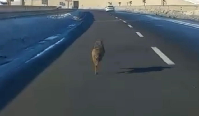 Diyarbakır’da şehir merkezinde kurt paniği