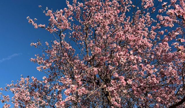 Mardin’de badem ağaçları erken çiçek açtı