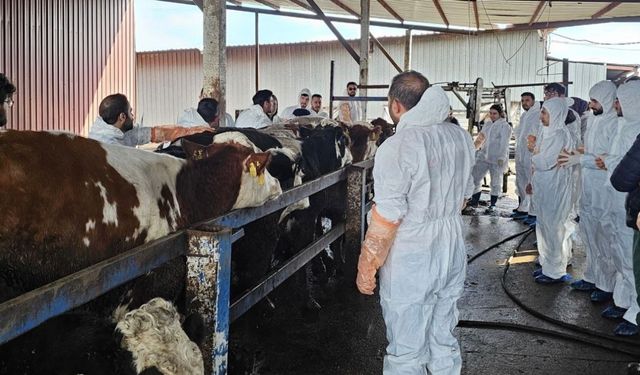 Diyarbakır'da besicilere önemli katkı: Gezici klinik 2 bin hayvanı tedavi etti