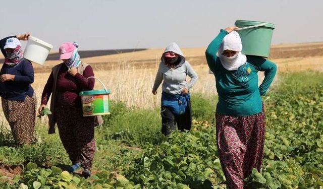 Diyarbakır'da 2975 kadınla görüşüldü: Çarpıcı tablo ortaya çıktı