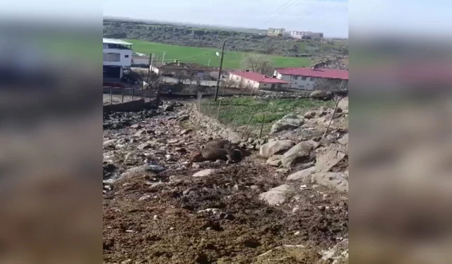 Diyarbakır’da kopan elektrik hattı felakete yol açtı: 2 inek öldü