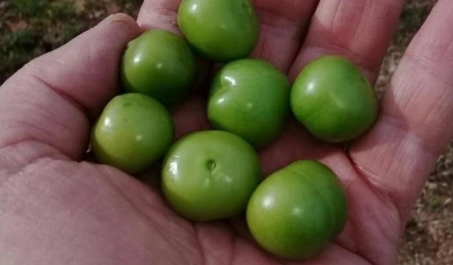 Diyarbakır'da sevilen meyve doyumluk değil tadımlık alınıyor: Fiyatı şaşırtıyor