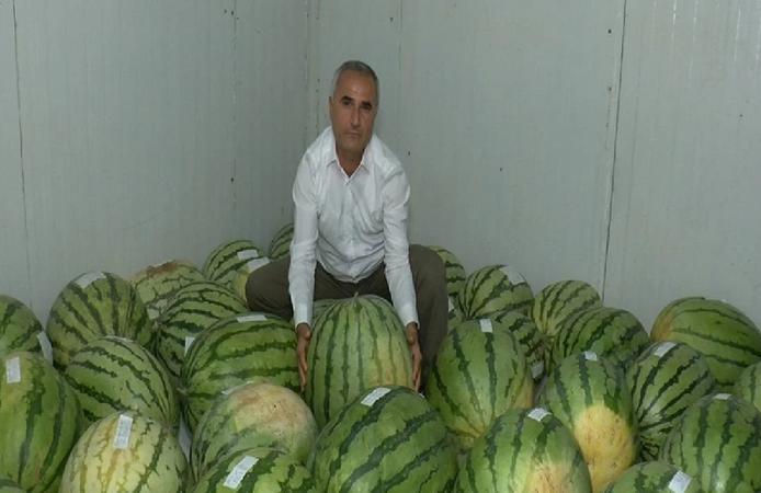 Diyarbakır’ın dev karpuzları yarışmaya hazırlanıyor