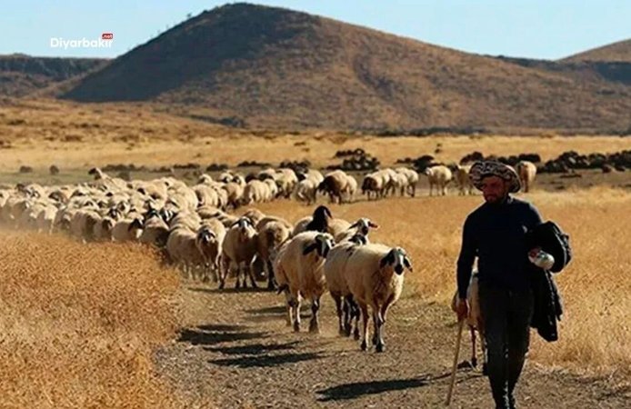 Diyarbakır'da küçükbaş üreticisine dev destek paketi: Başvuruyu kaçırmayın