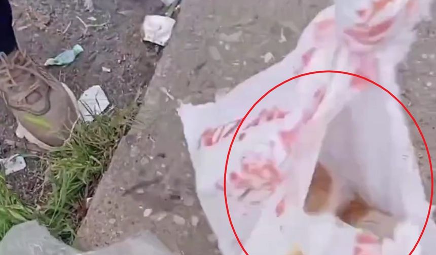 Diyarbakır’da çuvala bırakılan kedi kurtarıldı