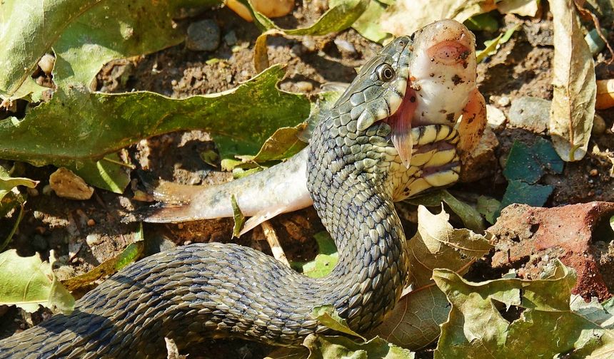 Dicle Nehri'nde su yılanının balıkla mücadelesi kadraja takıldı