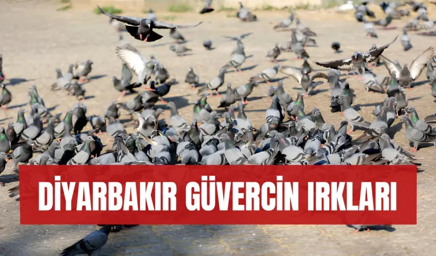 Diyarbakır'ın güvercin ırkları nelerdir? 2024 fiyatları ve mezatı