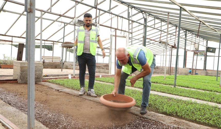 Kavşak ve refüjler bir milyon çiçekle süslenecek