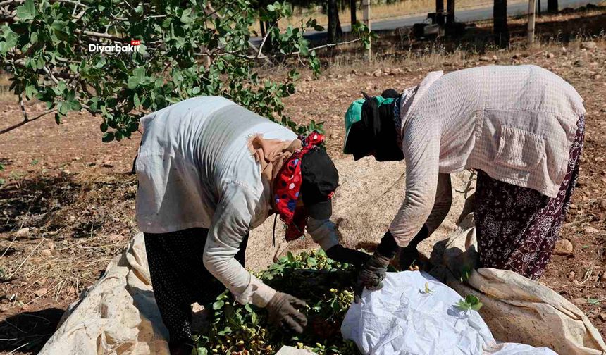 Kavurucu sıcakta mevsimlik işçilerin zorlu mesaisi
