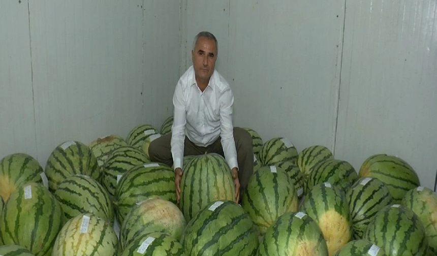 Diyarbakır’ın dev karpuzları yarışmaya hazırlanıyor