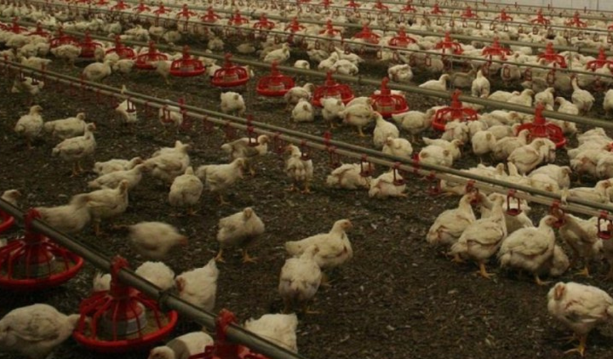 Almanya’da kuş gribi krizi: 400 bin hayvan itlaf edildi