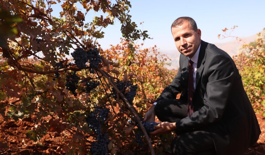 Diyarbakır’da üreticilere büyük destek: Modern bağcılık hibeleri açıldı