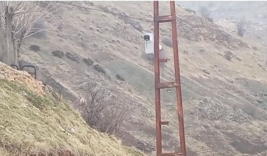 Diyarbakır Çermik'te domuz sürüsü yerleşim yerine indi: Vatandaşlar endişeli