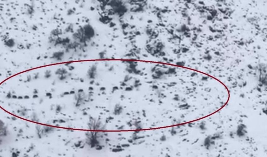 Diyarbakır Çüngüş'te işçiyi şaşırtan görüntü: Sürpriz misafirlerle karşılaştı