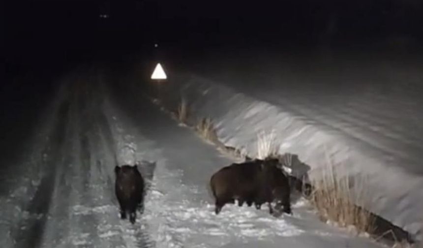 Diyarbakır'da aç kalan kurt ve domuz sürüleri şehir merkezine indi