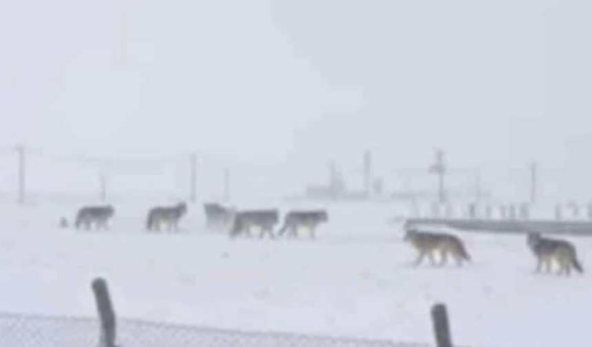 Diyarbakır’da kar aç bıraktı: Kurtlar yerleşim yerlerine indi