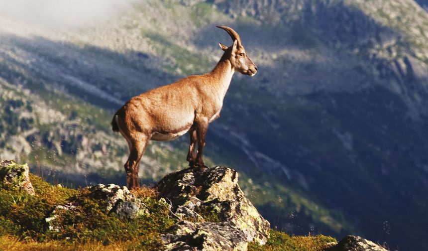 Çermik ilçesinde dağ keçileri görüntülendi