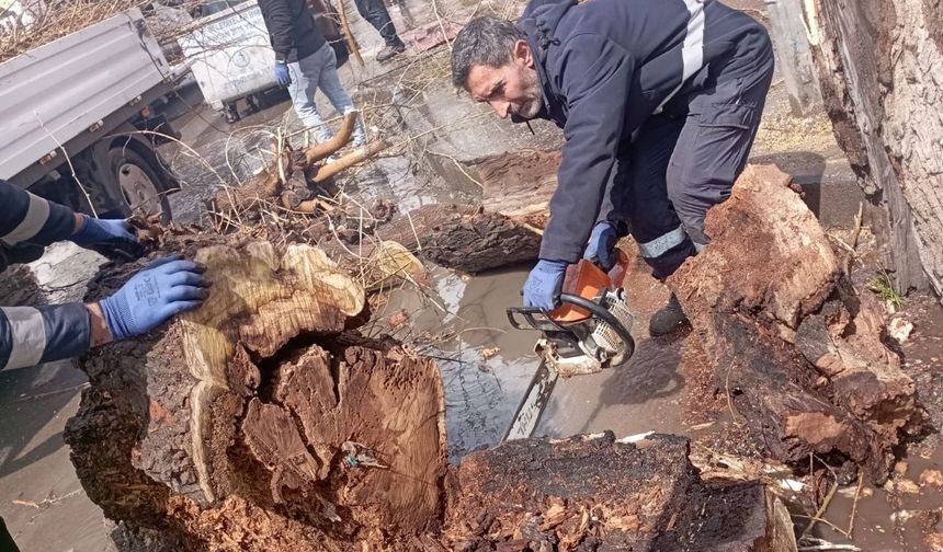 Diyarbakır'da kesilmesine tepki gösterilen ağaçla ilgili açıklama: 150 ağaç dikildi