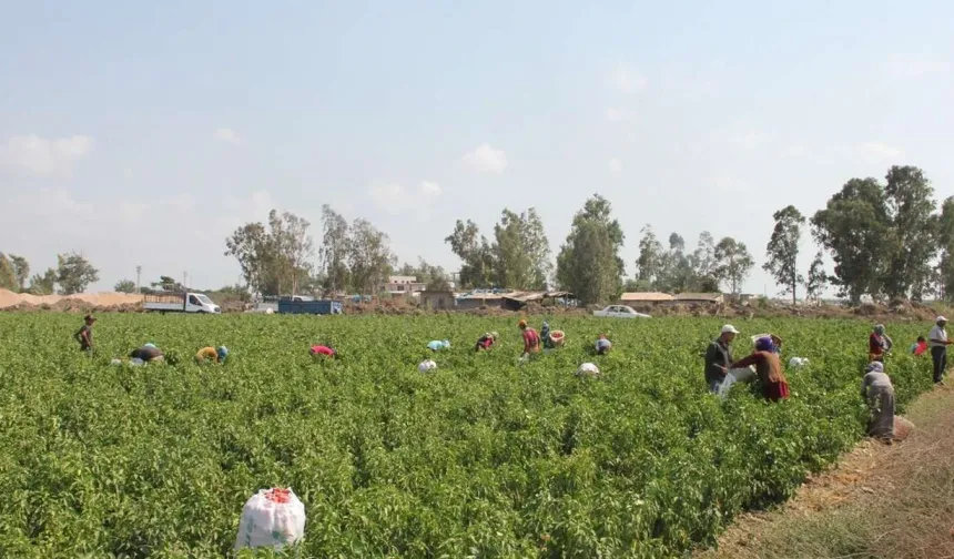 Tarım işçilerinin 2025'teki zam oranı belli oldu