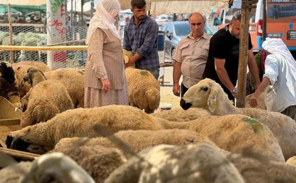 Kurbanlık fiyatları sabit kaldı: Pazarlıklar hız kazandı