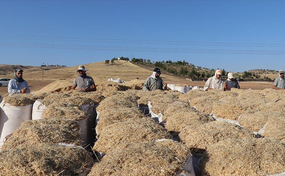 Diyarbakır’da saman işçileri sıcağa ve toza rağmen çalışıyor