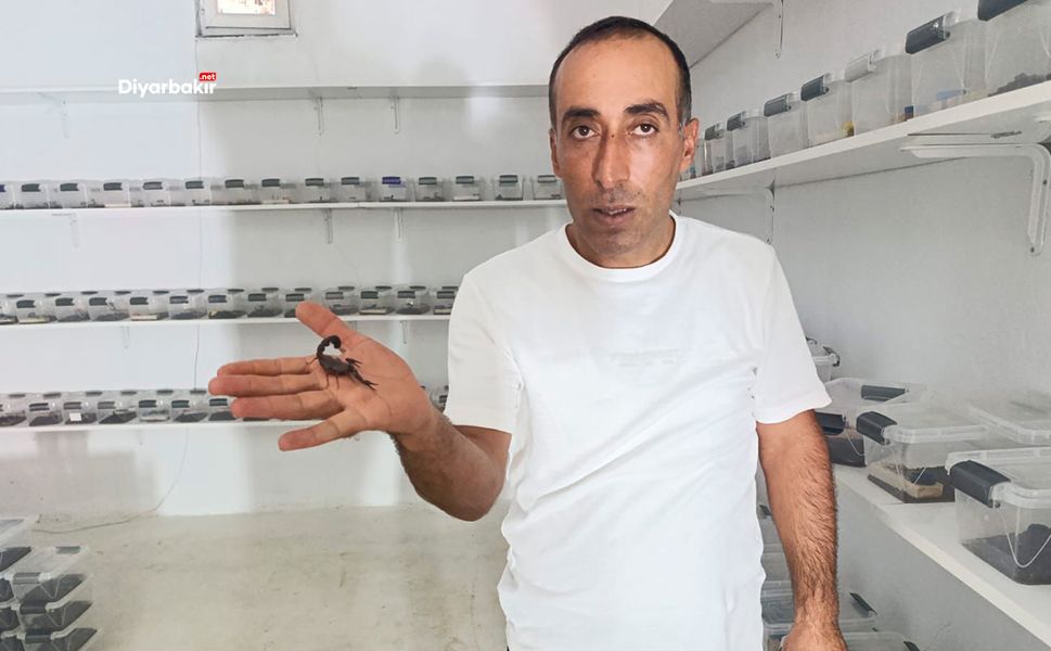 Diyarbakır’da akrep zehri üretimi başladı